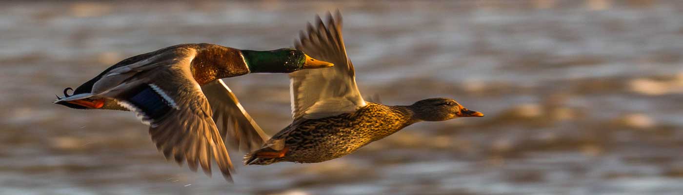 Two mallard ducks flying over water