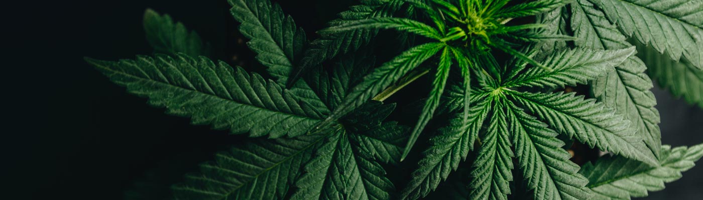 les feuilles du cannabis