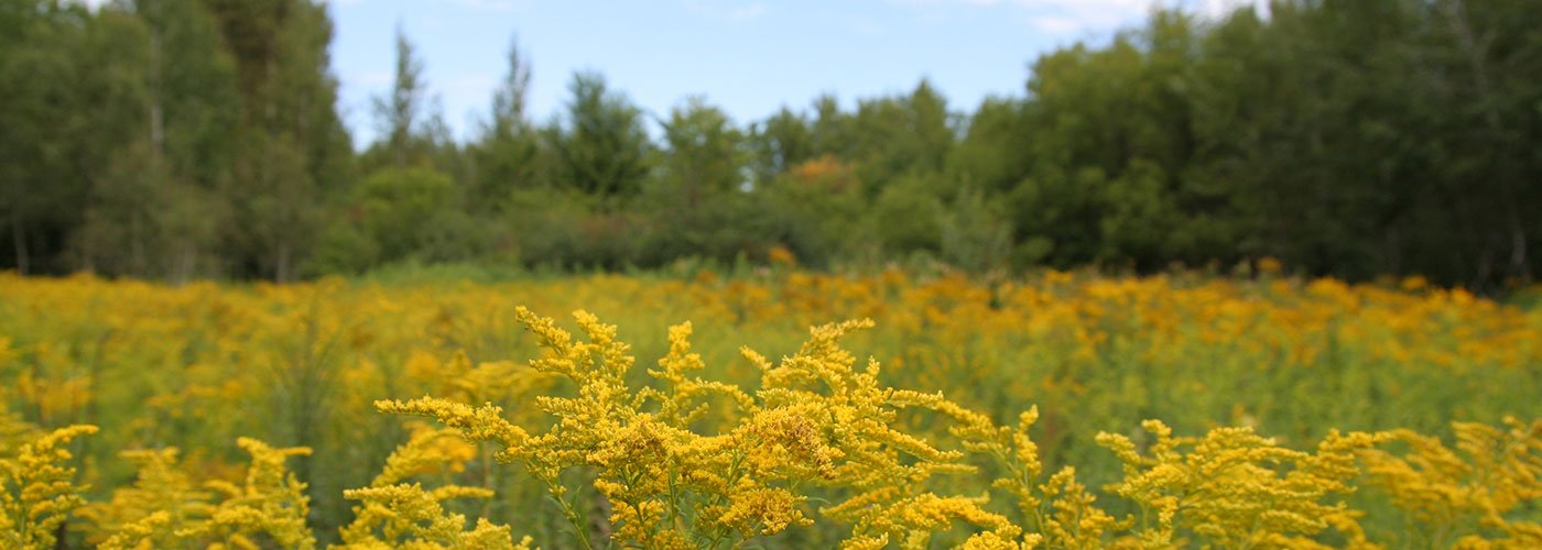 Field, trees, and sky