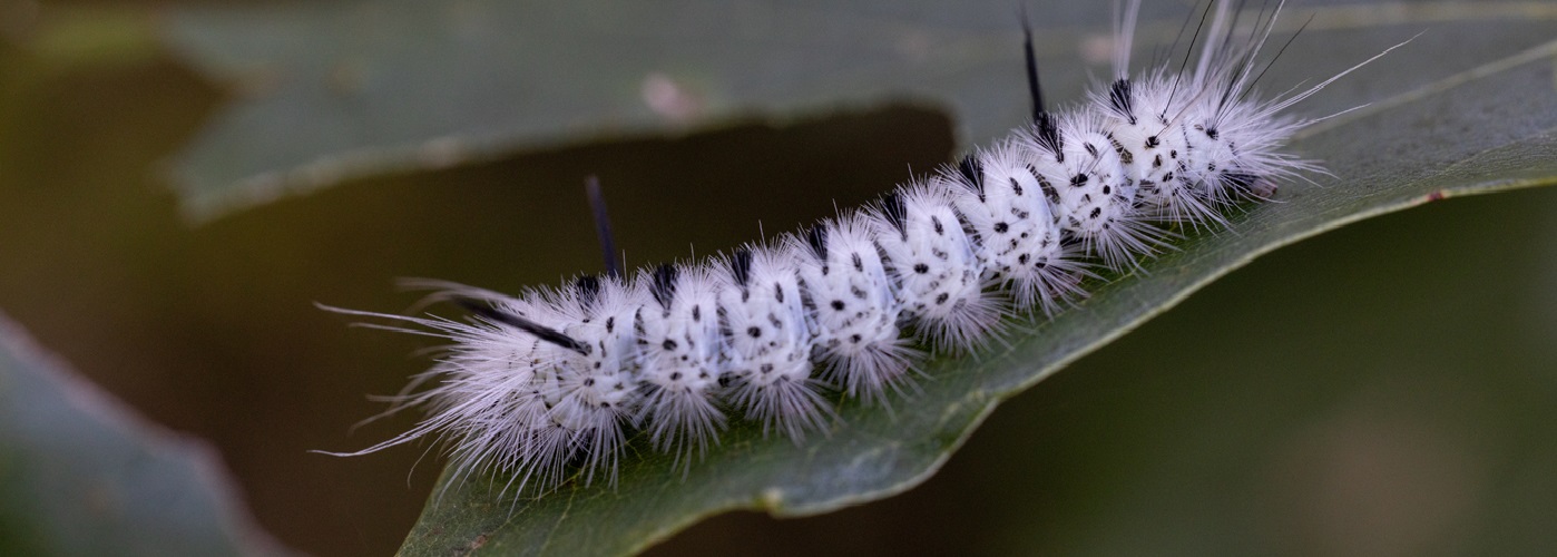 Hickory Tussock moth caterpillars